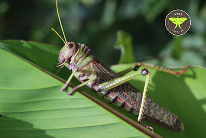 Tropidacris collaris