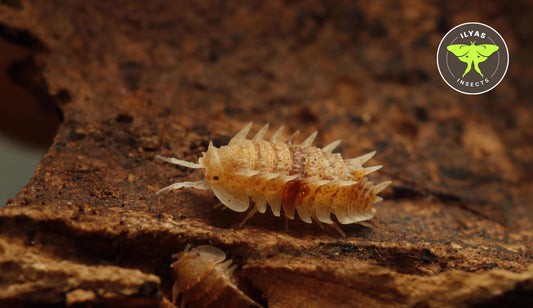 Pseudarmadillo spinosus