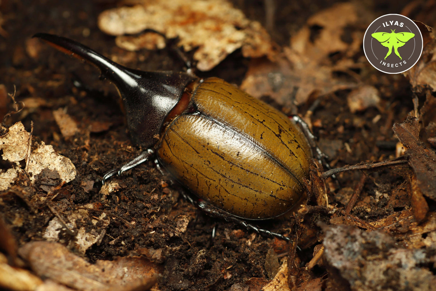 Dynastes hercules bleuzeni
