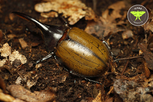 Dynastes hercules bleuzeni