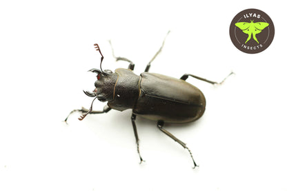 Cyclommatus metallifer