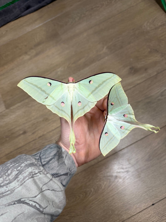 Actias selene