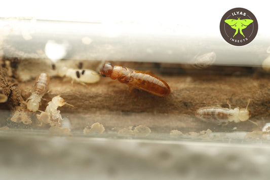 Neotermes sp. Guangzhou