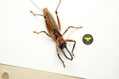 Dicranostomus nitidus
