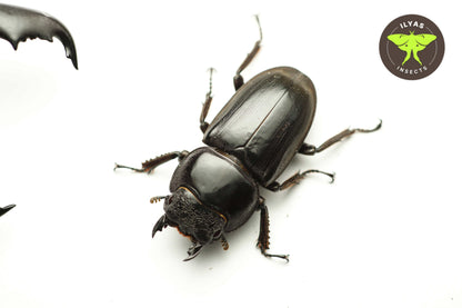 Dorcus titanus typhon