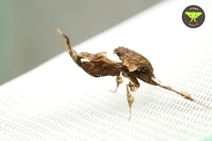 Phyllocrania paradoxa