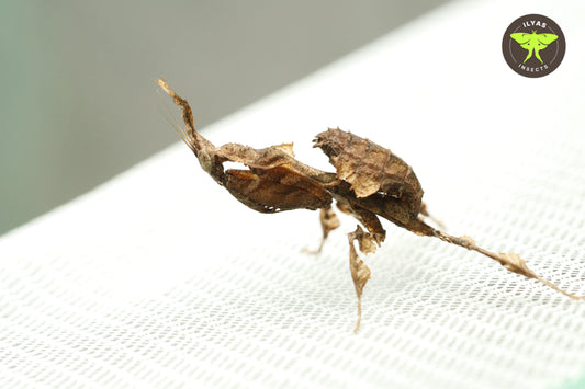 Phyllocrania paradoxa