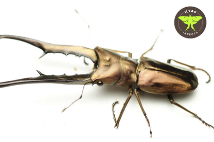 Cyclommatus metallifer