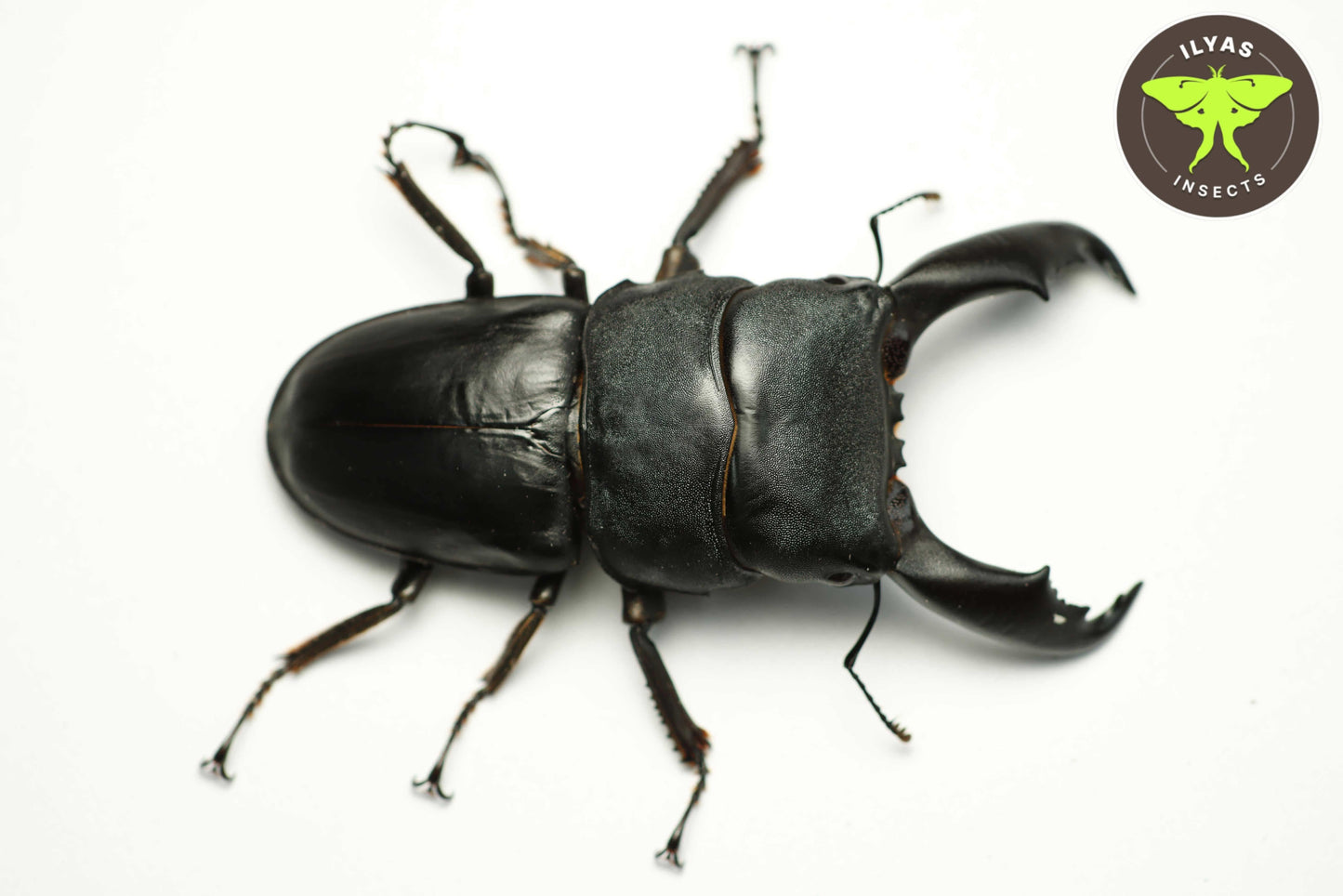 Dorcus titanus typhon