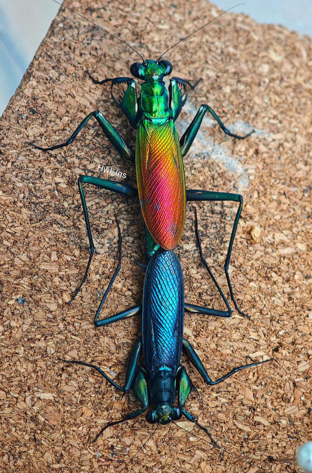 Metallyticus splendidus