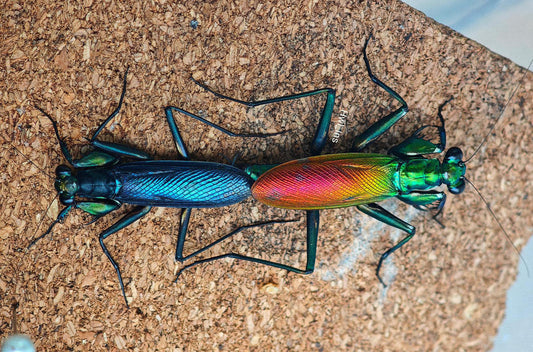 Metallyticus splendidus