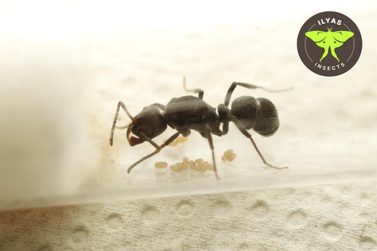 Ectatomma cf bruneeum