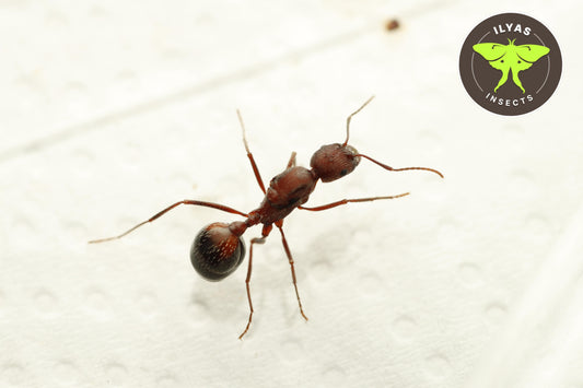 Novomessor cockerelli