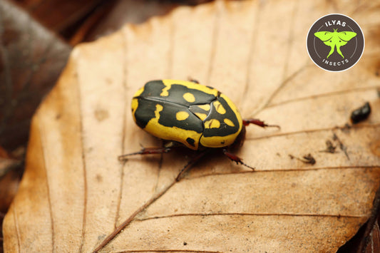 Pachnoda aemula
