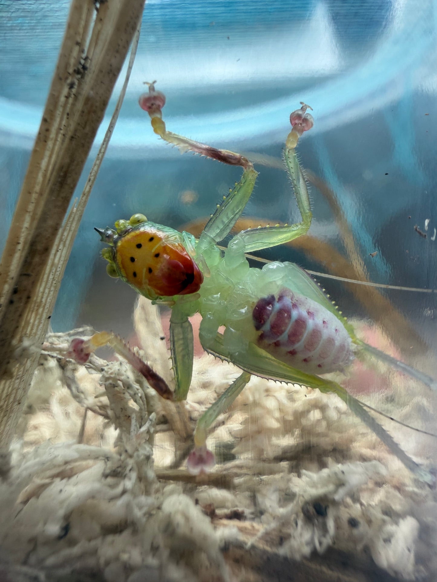 Moncheca bisulca