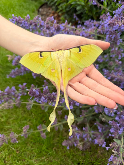 Actias maenas