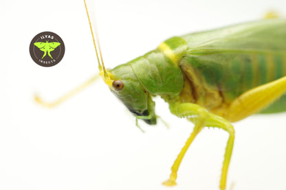 Vestria diademata