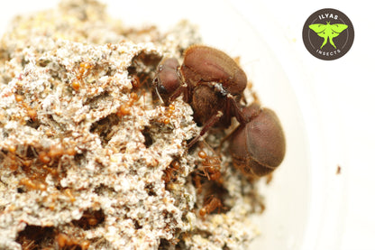 Atta cephalotes