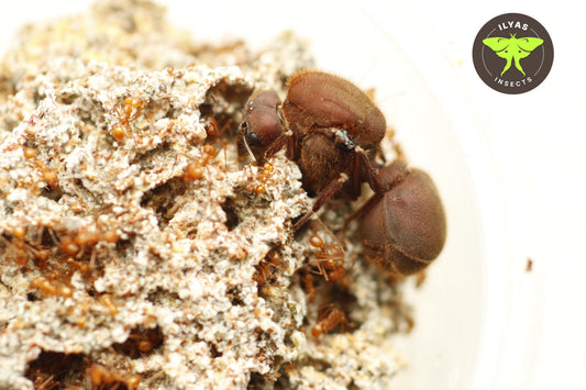 Atta cephalotes