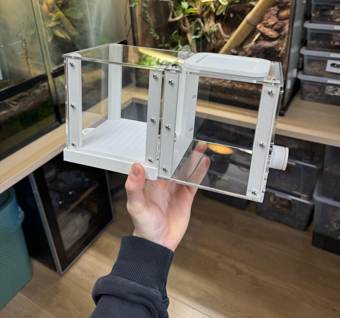 Leafcutter ant setup