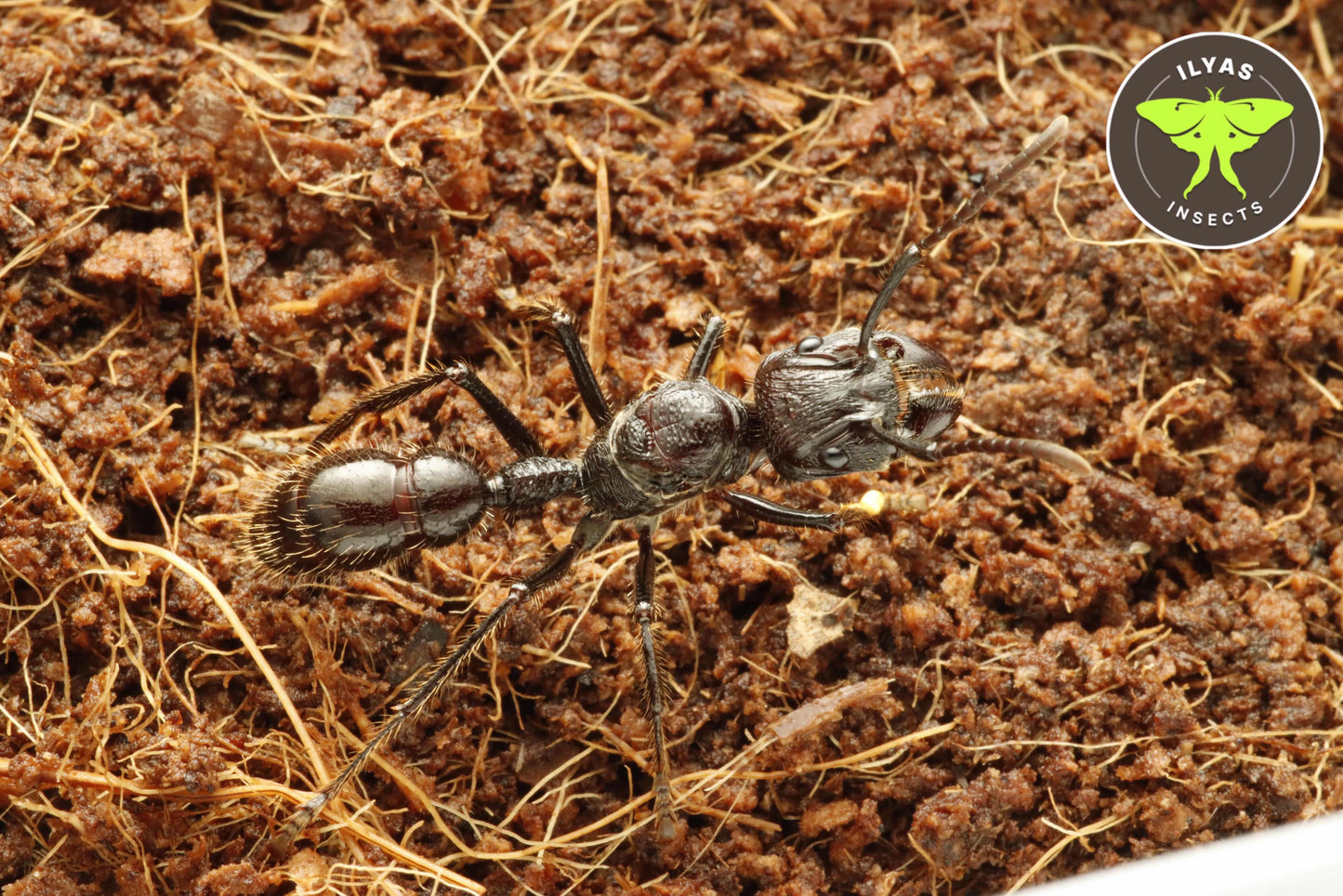 Paraponera clavata (Bullet ant)