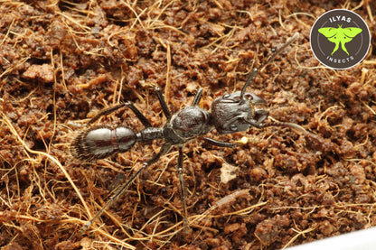 Paraponera clavata (Bullet ant)