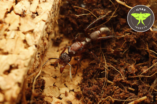 Ectatomma cf tuberculatum