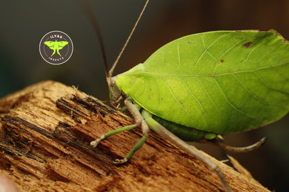 Cycloptera speculata