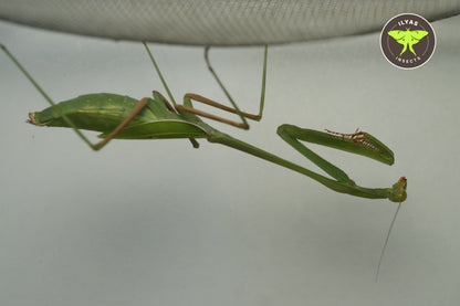 Phasmomantella nuichuana