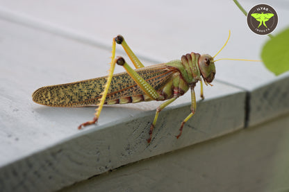 Tropidacris collaris
