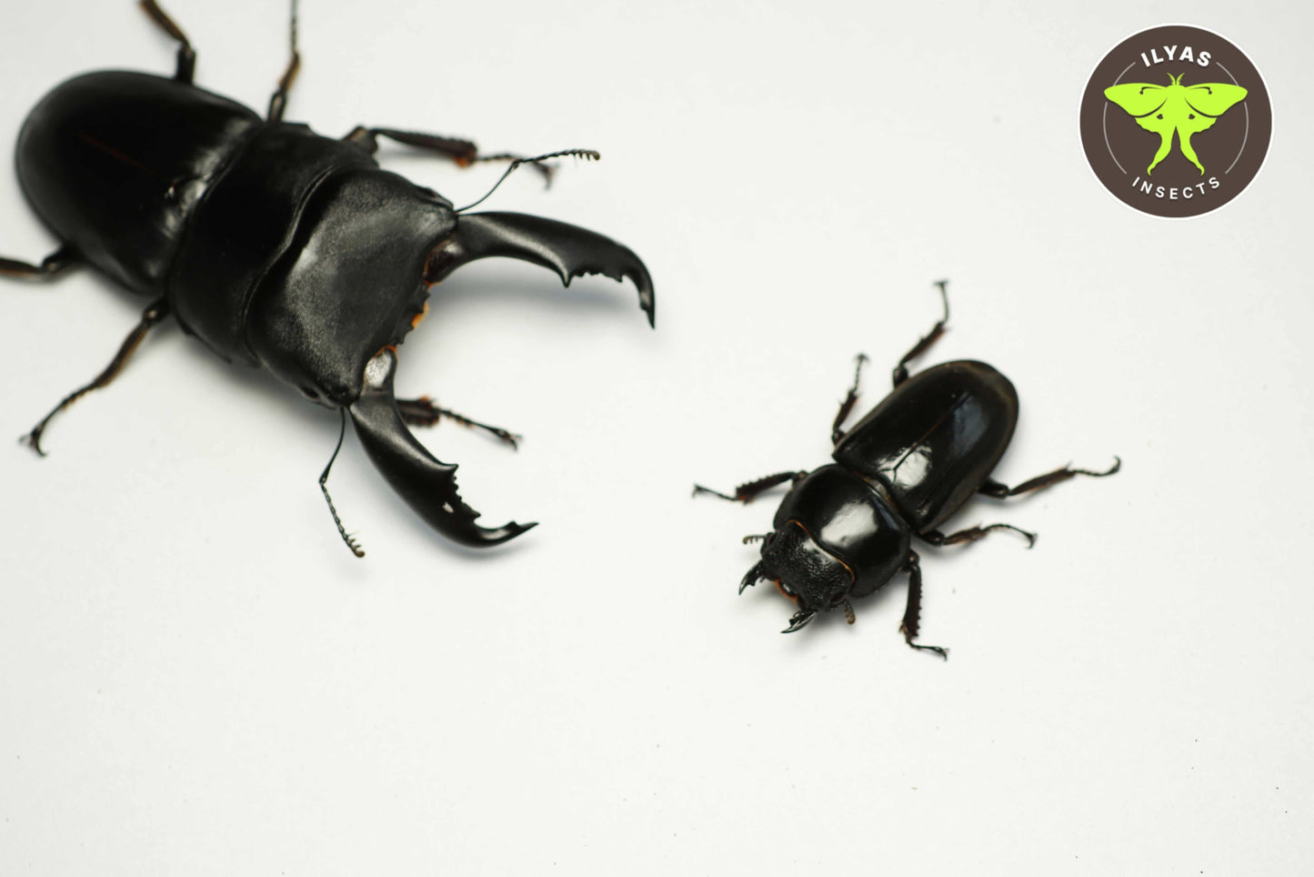Dorcus titanus typhon