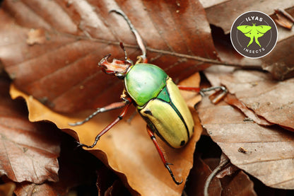 Eudicella loricate