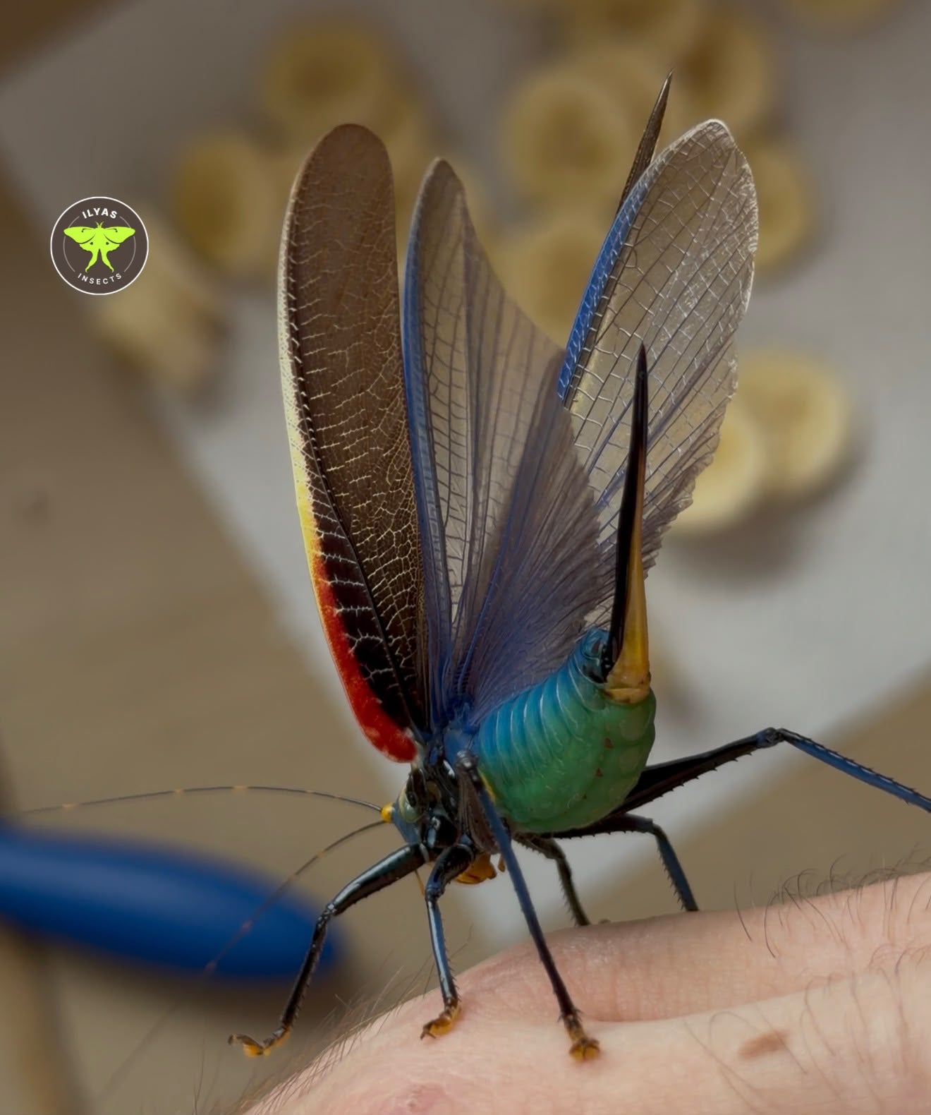 Moncheca elegans