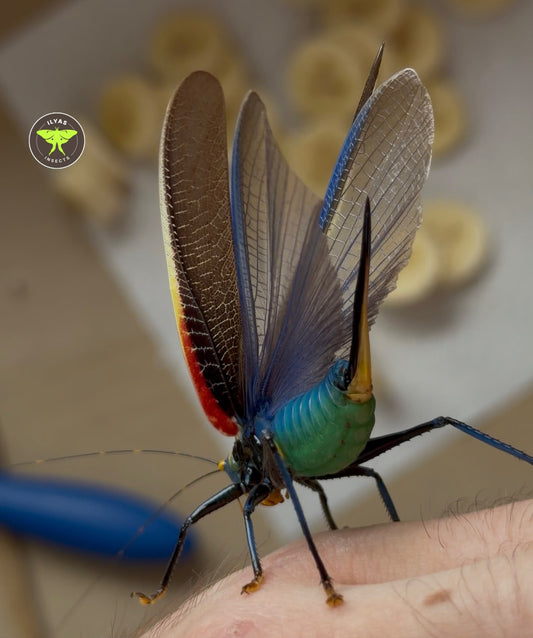 Moncheca elegans