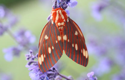 Citheronia regalis
