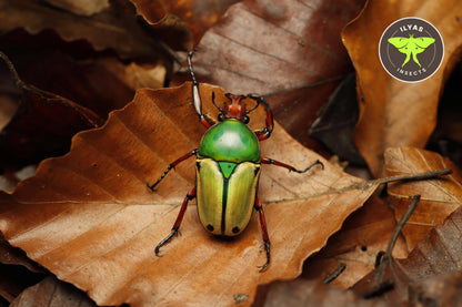 Eudicella loricate