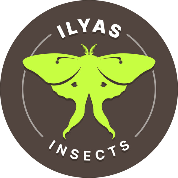Ilyas Insects