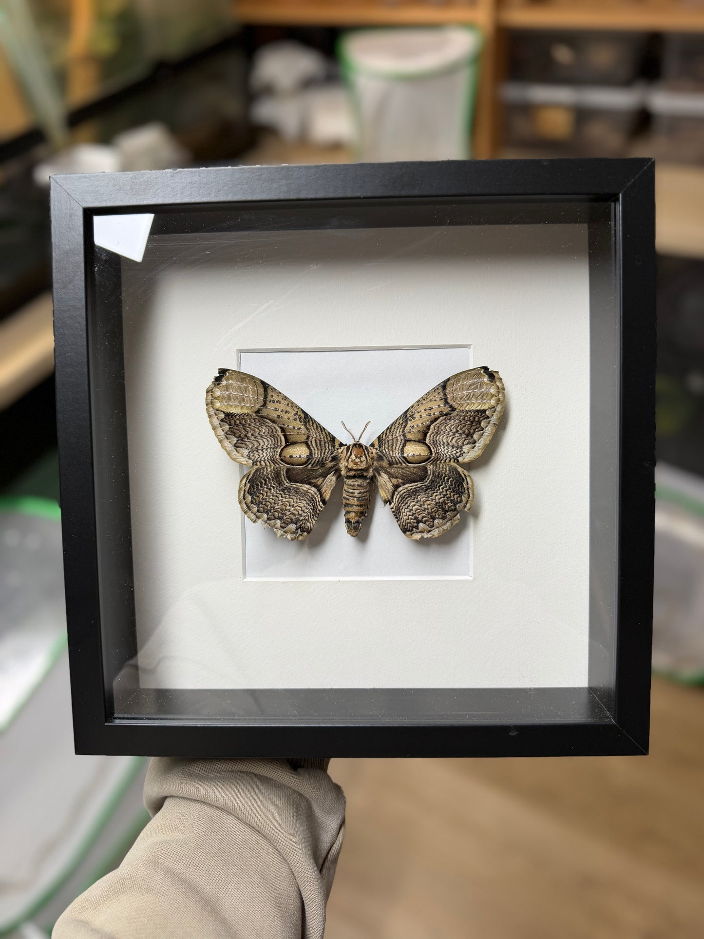 Brahmaea hearseyi frame - naturally died