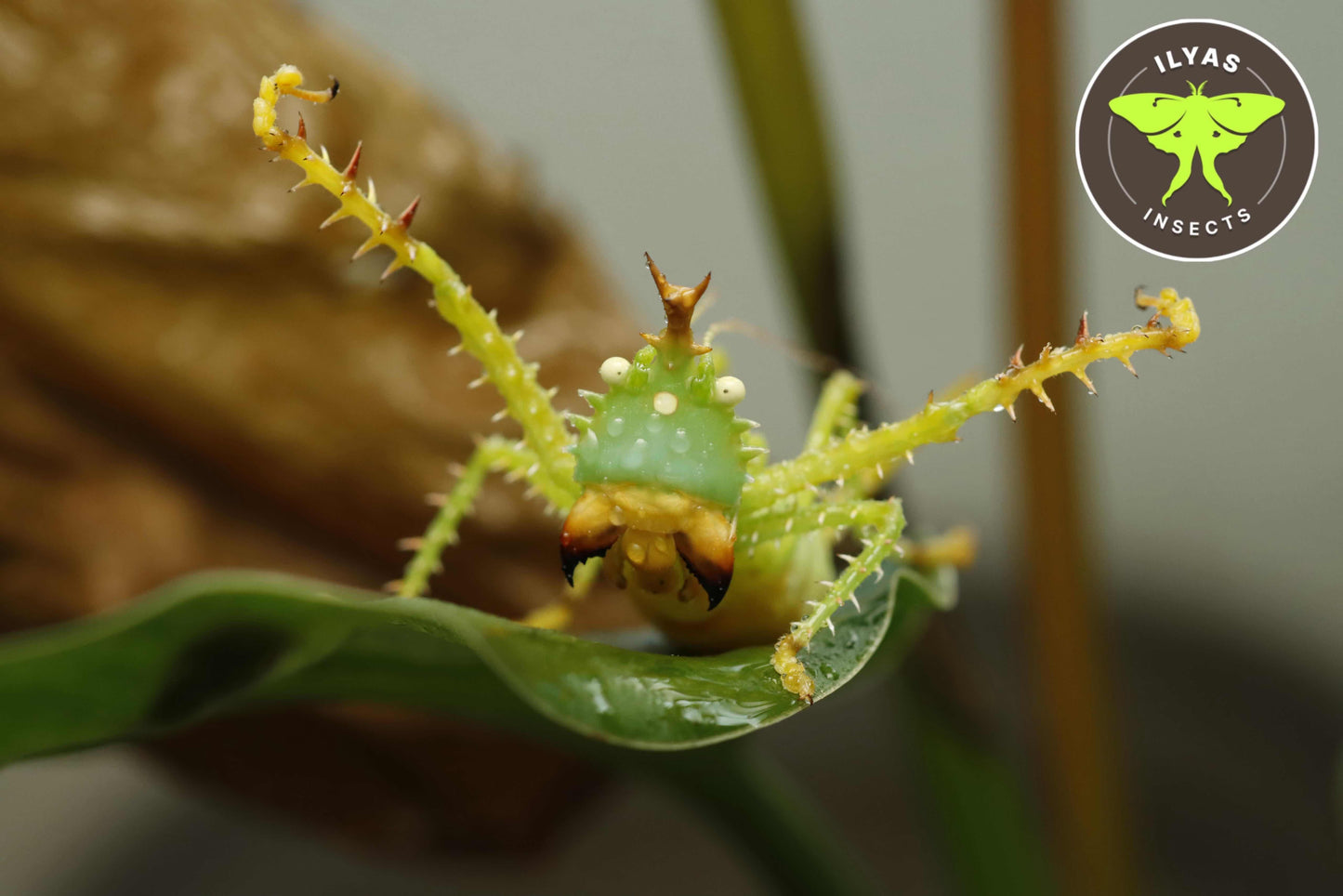 Panacanthus cuspidatus