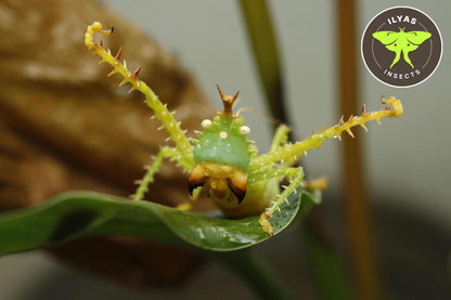 Panacanthus cuspidatus