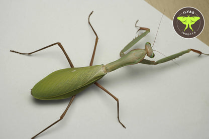 Hierodula sp Papua
