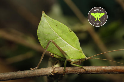 Cycloptera speculata