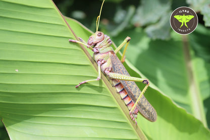 Tropidacris collaris