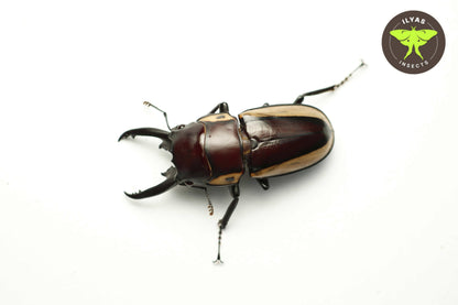 Prosopocoilus bison cinctus
