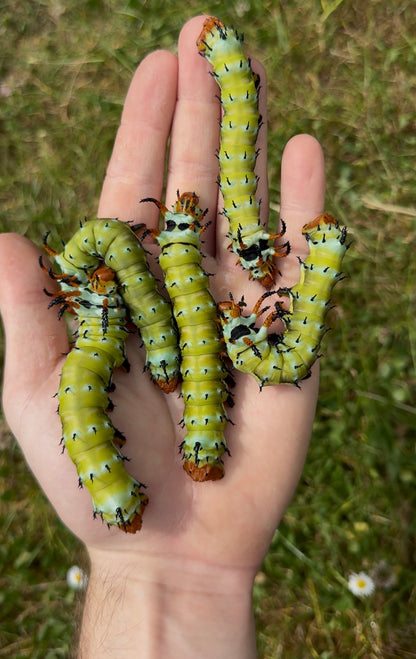 Citheronia regalis