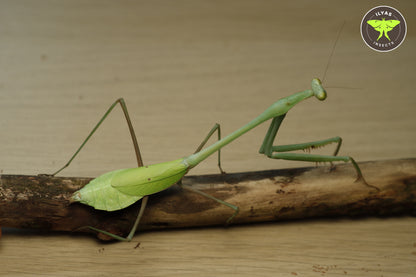 Phasmomantella nuichuana