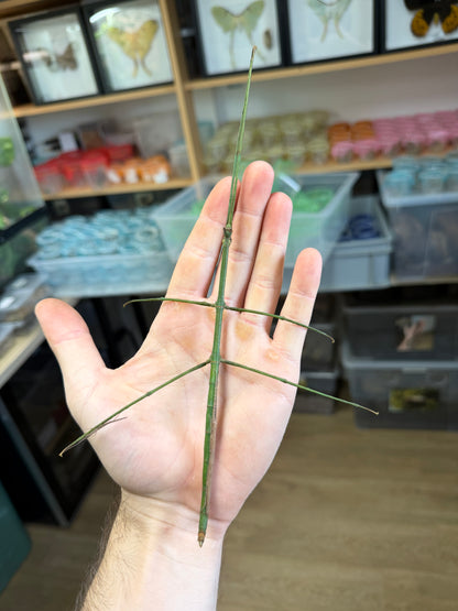 Ramulus nematodes "Khao Lak"