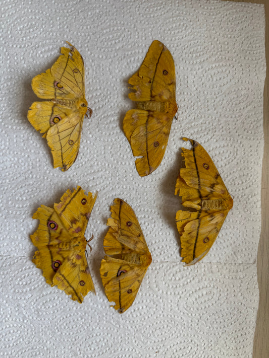 Bundle naturally died moths