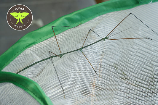 Ramulus nematodes "Khao Lak"
