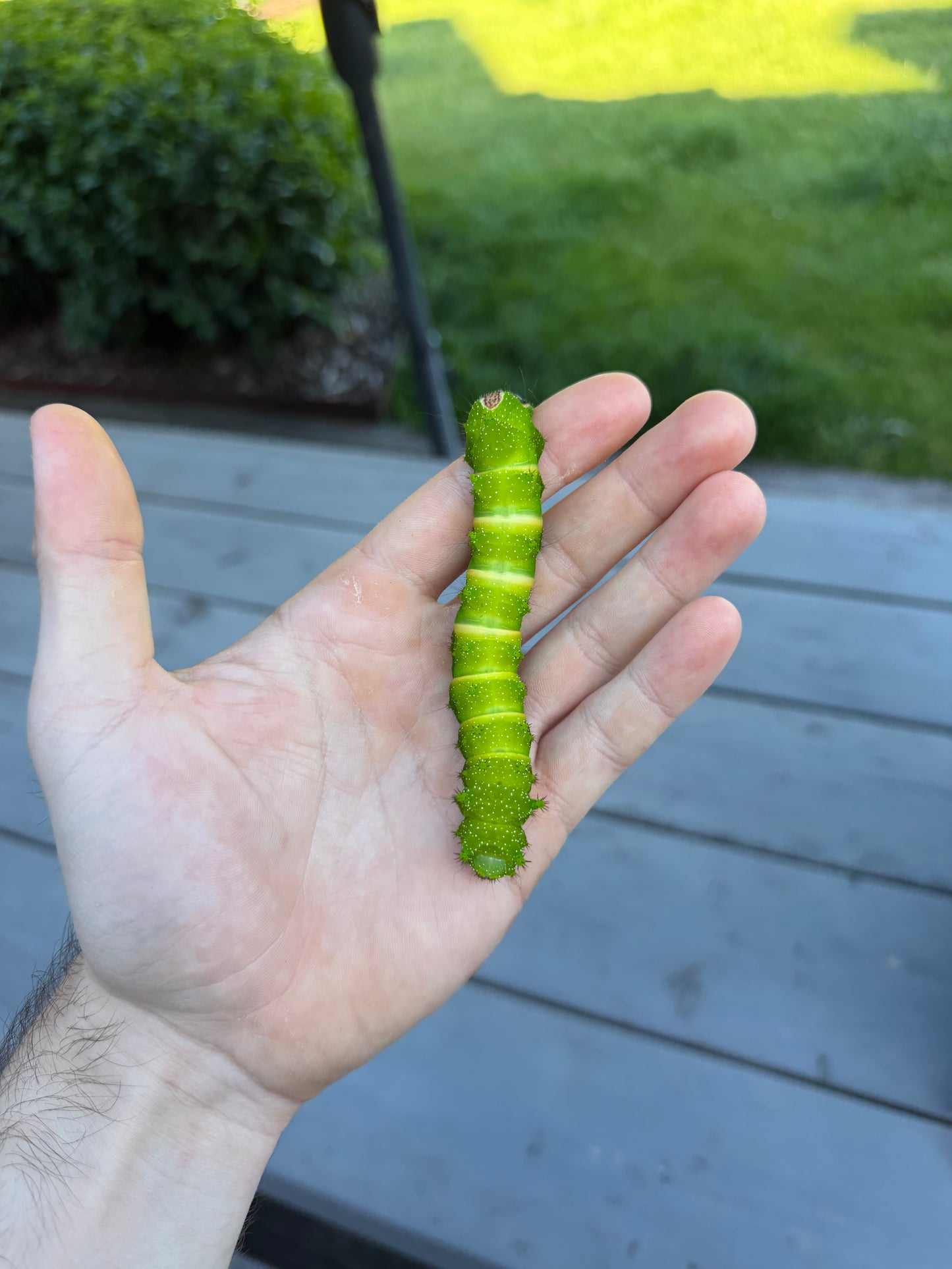 Actias maenas